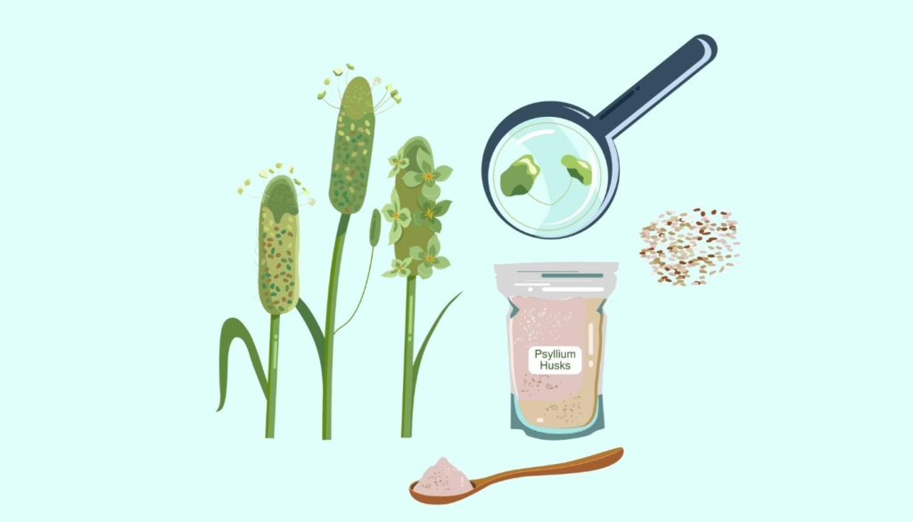 Psyllium Husk Uses-for-weight-loss-support